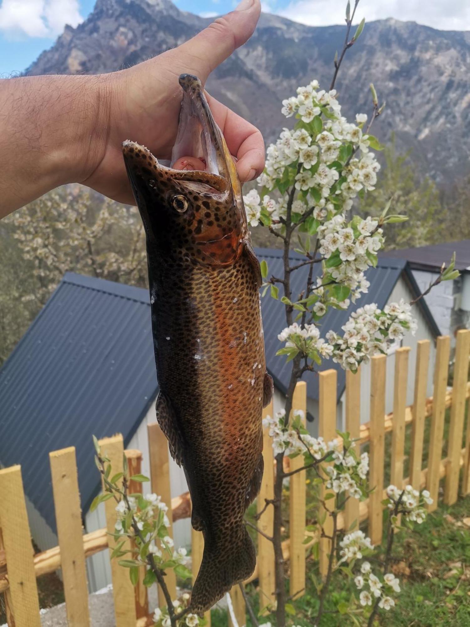 Ethno Cottage Momo Tepca Žabljak Quarto foto
